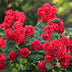 Gartenrose 'Rote The Fairy' - Winterhart, Blühfreudig, 1 Pflanze Bild 5