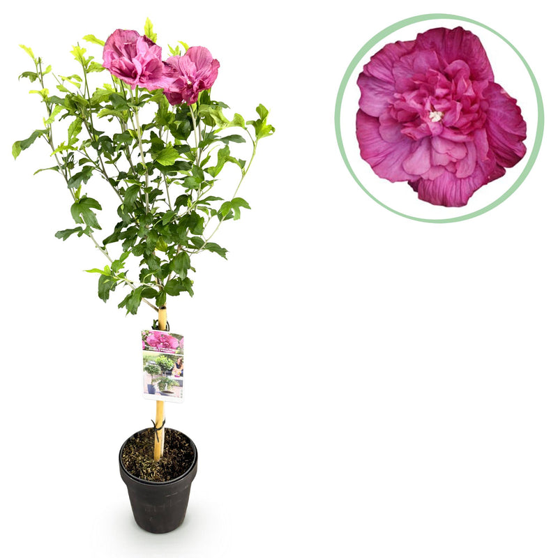 GreenboutiQ - Stamm Pflanze - Hibiscus syriacus Magenta Chiffon® - Terrassen Pflanze - Laubabwerfend - Winterhart - Rosa Blüte - Topf 19cm Höhe 90cm
