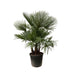 Trachycarpus Palme, mehrstämmig, 230cm, Ø50 Bild 1