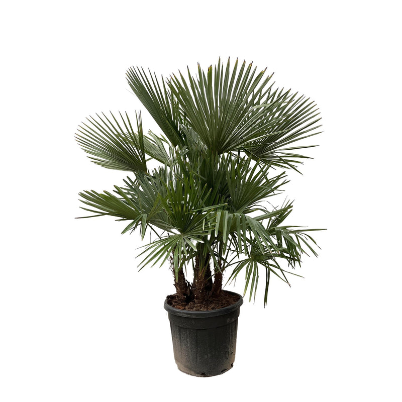 Trachycarpus Palme, mehrstämmig, 230cm, Ø50