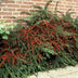 48x Cotoneaster horizontalis - ↕10-25cm - Ø9cm Bild 7