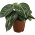 Peperomia Sarcophylla - Zimmerpflanze mit attraktiven Blattmustern Bild 1