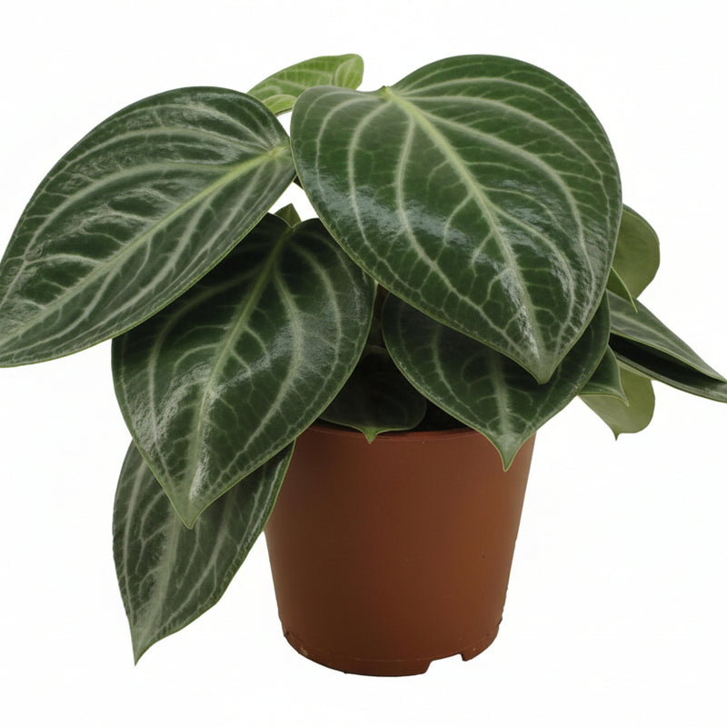 Peperomia Sarcophylla - Zimmerpflanze mit attraktiven Blattmustern