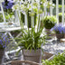 Agapanthus 'Ever White' - Weiße Pracht, Ø19cm, ↕30cm Bild 4
