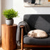 Green boutiQ - Indoor Plant - Bamusa Pogonatherum Monica - Bamboo Grass - Pet Friendly - Green - 4 Plants - Pot 12cm - Height 30-35cm Bild 7