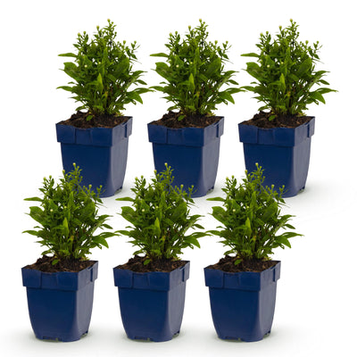 Green boutiQ - Perennial - Aster (D) 'Schneekissen' - Sea Aster - Bee and Butterfly Attractors - White - 6 Plants - Pot 11cm - Height 15-25cm