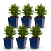 Green boutiQ - Perennial - Aster (D) Schneekissen - Sea Aster - Bee and Butterfly Attractors - White - 6 Plants - Pot 11cm - Height 15-25cm Bild 1