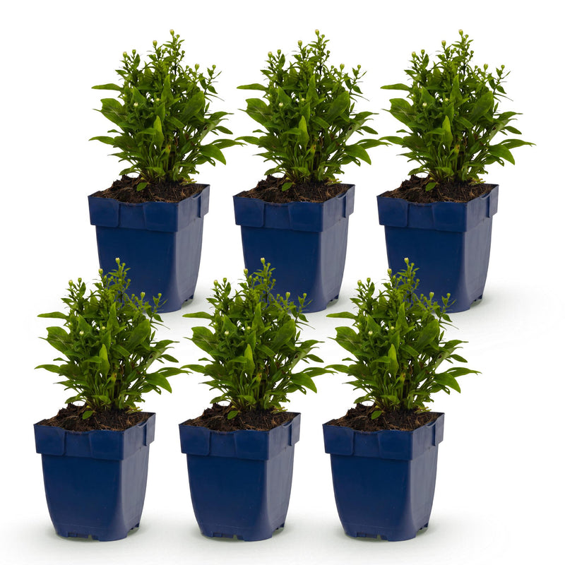 Green boutiQ - Perennial - Aster (D) Schneekissen - Sea Aster - Bee and Butterfly Attractors - White - 6 Plants - Pot 11cm - Height 15-25cm