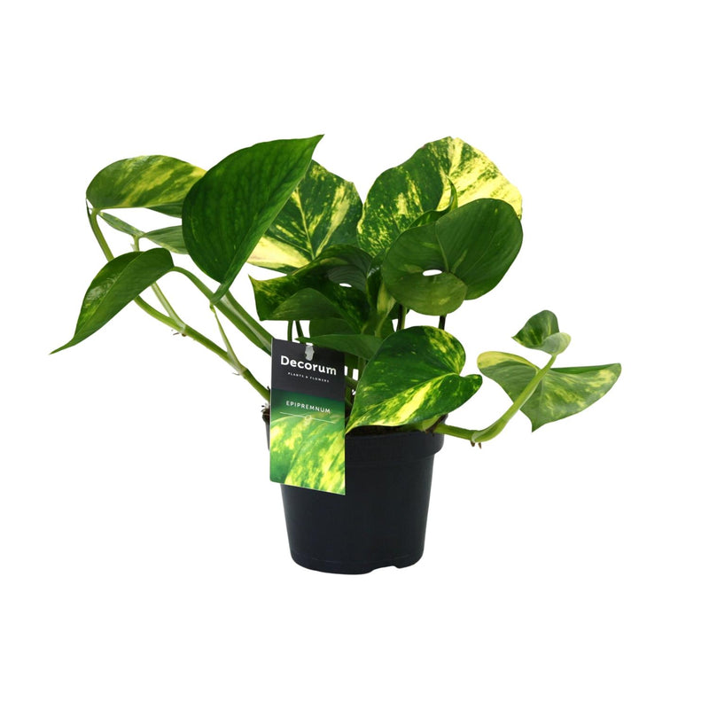Scindapsus (Epipremnum) Aureum – Grünpflanze im 12cm Topf, 25cm hoch