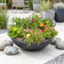 6x Delosperma Mix (Mittagsblume) Ø7cm, 10-12cm hoch Bild 6