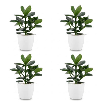 Green boutiQ - Clusia Princess - Clusia - 4 Plants - with White Pot - Pot 12cm - Height - 40cm