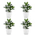 Green boutiQ - Clusia Princess - Clusia - 4 Pflanzen - mit Weißem Topf - Topf 12cm - Höhe - 40cm Bild 2