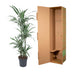 Dracaena Warneckei - Zimmerpflanze 145 cm - Ø 30 cm Bild 3