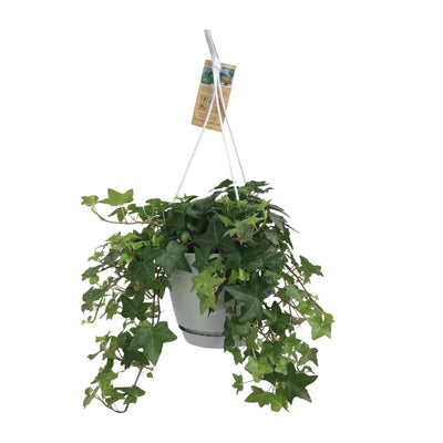 Efeu (Hedera Helix) im 17cm Topf, Grün - Perfekt für Innen & Außen