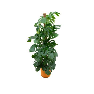 Monstera Pertusum XL mit elho Topf, Gelb Ø26