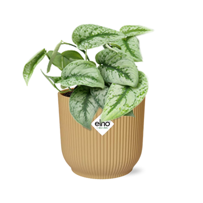 Scindapsus Pictus Trebie 'Gelb' in ELHO Topf Vibes 14 cm