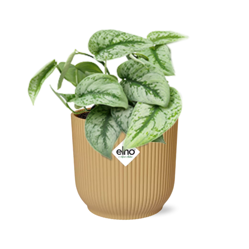 Scindapsus Pictus Trebie 'Gelb' in ELHO Topf Vibes 14 cm