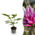 Magnolia liliiflora Nigra - Lila Blüte, pflegeleicht, für Beet & Topf Bild 1