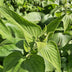 24x Phlomis russeliana - ↕10-25cm - Ø9cm Bild 5