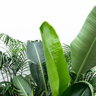 Vorteilspaket XXL: Kentia 200cm, Strelitzia Nicolai 225cm, Areca 200cm