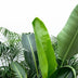Vorteilspaket XXL: Kentia 200cm, Strelitzia Nicolai 225cm, Areca 200cm Bild 2