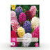 GreenboutiQ Hyazinthenmix Blumenzwiebeln - 10 XXL Zwiebeln, Hardy Perennial Bild 1