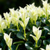 GreenboutiQ Euonymus Paloma Blanca Heckenpflanze - 8 Stück Bild 6