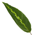 Calathea Maui Queen Pflanze - 35 cm hoch Bild 2