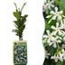 Green Tuscan Jasmine: 2 Plants with Fragrance & Evergreen Bild 1
