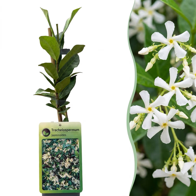 Green Tuscan Jasmine: 2 Plants with Fragrance & Evergreen