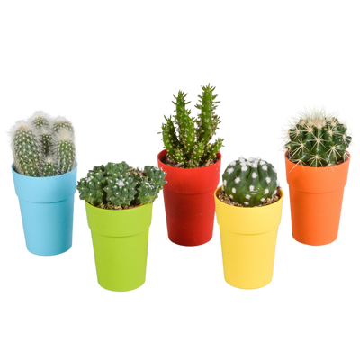Kakteenmischung 5er Set im bunten Topf, 5,5 cm