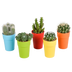 Cactus Assortment, Set of 5 in Colorful Pots, 5.5 cm Bild 1