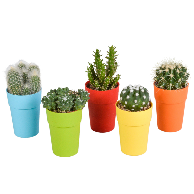 Cactus Assortment, Set of 5 in Colorful Pots, 5.5 cm