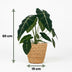 Alocasia Frydek (Elefantenohr) mit Korb - 60cm Höhe Bild 3