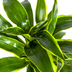 Dracaena Deremensis Dorado Ø19cm - ↕70 - 90cm Bild 4