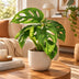 Monstera Obliqua Fensterblatt: Tropischer Blickfang für Ihr Zuhause Bild 2