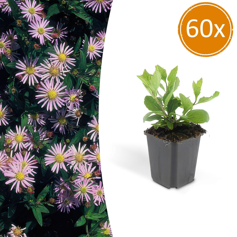 60x Aster ageratoides 'Asran' Staude, 10-25cm hoch, Ø9cm Topf