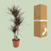 Dracaena Magenta 120cm – Elegant Dragon Tree in Ø21cm Pot Bild 4