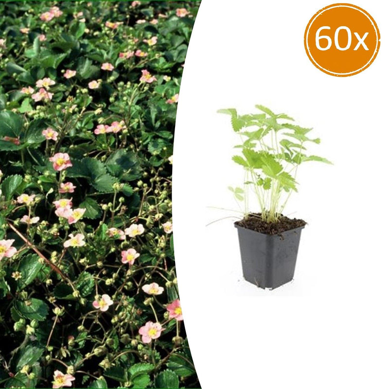 60x Walderdbeeren (Fragaria vesca) - 10-25cm - Topf Ø9cm