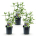 Green boutiQ - Garden plant - Buddleja davidii Empire Blue - Butterfly bush - Winter hardy - Blue - 3 plants - Pot 17cm - Height 45cm Bild 2