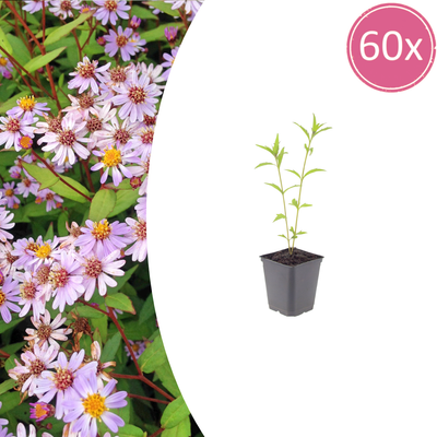 60x Kalimeris incisa 'Blue Star' - 10-25cm hoch - Topf Ø9cm