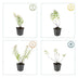 60x Hypericum 'Hidcote' - ↕10-25cm - Ø9cm Bild 5