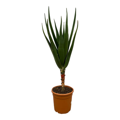 Aloe Barberae Baum (150 cm) - Einzigartige Sukkulente für sonnige Standorte