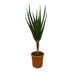 Aloe Barberae Baum (150 cm) - Einzigartige Sukkulente für sonnige Standorte Bild 1