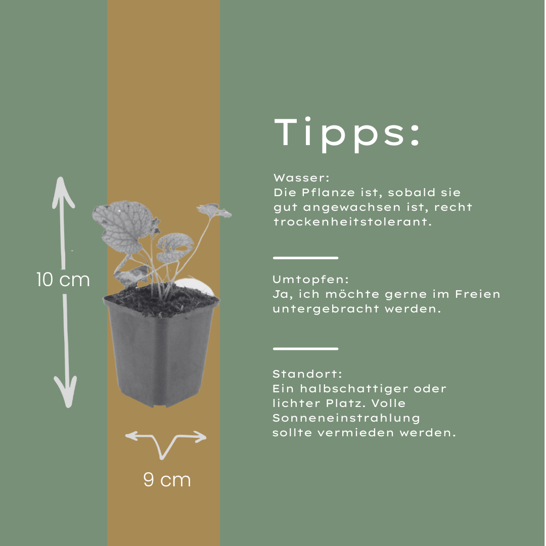 48x Brunnera macr. 'Jack Frost' - ↕10-25cm - Ø9cm