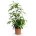 Dracaena surculosa 'Drachenblutbaum', pflegeleicht, Topf 17cm Bild 2