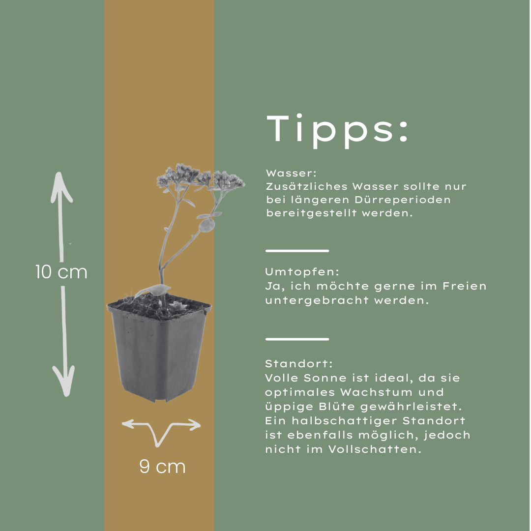 24x Sedum 'Matrona' - ↕10-25cm - Ø9cm