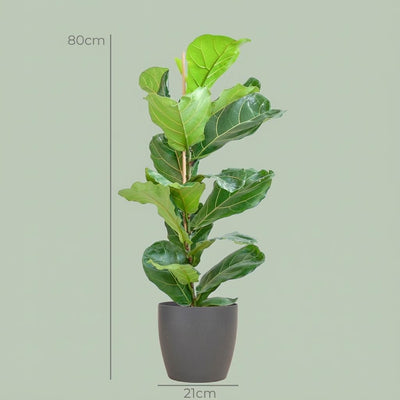 Ficus Lyrata mit grauem Topf  – 80 cm – Ø21