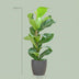 Fiddle-Leaf Fig with Grey Pot – 80 cm – Ø21 Bild 2