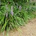 24x Liriope muscari 'Ingwersen' - ↕10-25cm - Ø9cm Bild 5